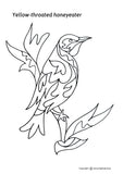 Endemic Tasmanian Birds colouring book by Anna Mykhalchuk