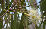 Tasmanian bush fragranced candle by Ginki